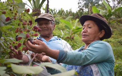 Nuevo informe de la ONU: 43,2 millones de personas sufren hambre en América Latina y el Caribe y la región registra niveles de sobrepeso y obesidad mayores a la estimación mundial